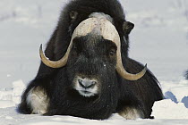 Muskox (Ovibos moschatus) bull in snow, Alaska
