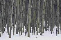 Quaking Aspen (Populus tremuloides) tree trunks, in snow, near parks highway, early spring, Alaska