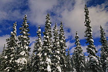 Black Spruce (Picea mariana) trees covered with snow in boreal forest, Alaska