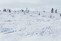 Taiga becomes tundra, tree line in snow, near polar circle, Finger Mountain region, early spring, near Dalton Highway, Alaska