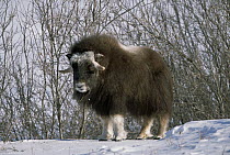 Muskox (Ovibos moschatus) in early spring and fresh snow, yearling calf in long winter coat, North Slope, Alaska