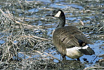 Dusky Canada Goose (Branta canadensis occidentalis) rare and protected, walking, resting, feeding in wetlands during spring, Copper River Delta, Alaska