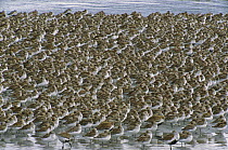 Western Sandpiper (Calidris mauri) flock roosting during high tide, Copper River Delta, Alaska