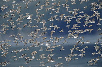 Western Sandpiper (Calidris mauri) migrating to breed on arctic coast, large flock flying low over mudflats of Copper River Delta where they feed on worms, insects and crustaceans in the spring, Alask...