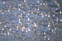 Western Sandpiper (Calidris mauri) migrating to breed on arctic coast, large flock flying low over mudflats where they feed on worms, insects and crustaceans in the spring, Copper River Delta, Alaska