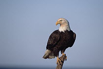 Bald Eagle (Haliaeetus leucocephalus) perched on beach driftwood, spring, south central Alaska