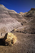 Logs and chunks of petrified wood rest on slopes and small hills near dry washes, Petrified Forest National Park, Arizona