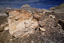 Logs and chunks of petrified wood rest on slopes and small hills near dry washes, Petrified Forest National Park, Arizona