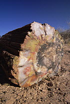 Petrified wood log with intricate patterns and colors, Petrified Forest National Park, Arizona