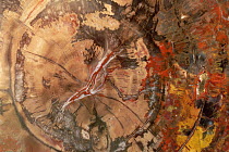 Petrified wood, cut and polished with intricate patterns and colors, Petrified Forest National Park, Arizona