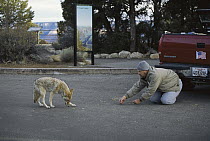Coyote (Canis latrans) illegally fed by tourist in spite of warning signs, Mather Point Parking, South Rim, Grand Canyon National Park, Arizona