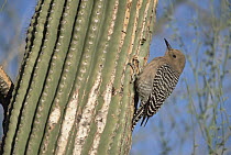 Gila Woodpecker (Melanerpes uropygialis) male perching on Saguaro (Carnegiea gigantea) cactus, spring, Arizona-Sonora Desert Museum, Arizona