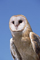 Barn Owl (Tyto alba) portrait against blue sky in desert, spring, Arizona-Sonora Desert Museum, Arizona