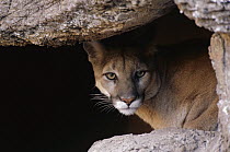Mountain Lion (Puma concolor) peering from cave, Arizona-Sonora Desert Museum, Arizona