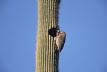 Gila Woodpecker (Melanerpes uropygialis) nesting in Saguaro (Carnegiea gigantea) in desert, spring, Sonoran Desert National Monument, Arizona