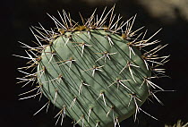 Opuntia (Opuntia sp) cactus, Sonoran Desert National Monument, Arizona
