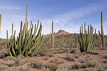 Organ Pipe Cactus (Stenocereus thurberi) with many stalks, spring evening, during drought year, Organ Pipe Cactus National Monument, Arizona
