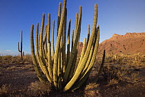 Organ Pipe Cactus (Stenocereus thurberi) with many stalks, spring evening, during drought year, Organ Pipe Cactus National Monument, Arizona