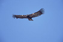 California Condor (Gymnogyps californianus) immature bird flying with transmitter attached, critically endangered extinct in wild and recently re-introduced, 9-10 foot wingspan, Marble Canyon, Arizona