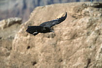 California Condor (Gymnogyps californianus) immature bird flying, 9-10 foot wingspan, with radio transmitters attached, Marble Canyon, Arizona