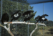 California Condor (Gymnogyps californianus) juveniles and adult in enclosure awaiting release, Arizona