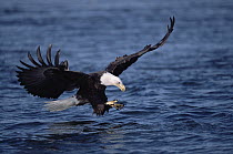 Bald Eagle (Haliaeetus leucocephalus) fishing in the sea, spring, Kenai Peninsula, south central Alaska