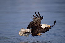 Bald Eagle (Haliaeetus leucocephalus) adult fishing in sea in the sprint, Kenai Peninsula, south central Alaska