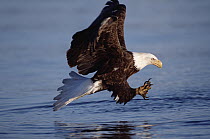 Bald Eagle (Haliaeetus leucocephalus) adult fishing in sea in the spring, Kenai Peninsula, spring, south central Alaska