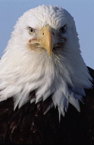 Bald Eagle (Haliaeetus leucocephalus) adult portrait, spring, south central Alaska