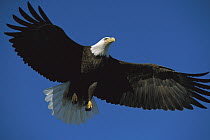 Bald Eagle (Haliaeetus leucocephalus) adult flying against clear blue sky, spring, south central Alaska