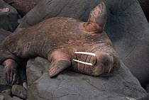 Pacific Walrus (Odobenus rosmarus divergens) bull resting in haul-out cove and waving front flippers, summer, Round Island, Bering Sea, Bristol Bay, Alaska