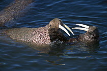 Pacific Walrus (Odobenus rosmarus divergens) two bulls fighting in shallow waters off-shore, summer, Round Island, Bering Sea, Bristol Bay, Alaska