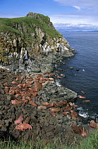Pacific Walrus (Odobenus rosmarus divergens) bulls hauled-out in cove protected by rocky outcrop, summer, Round Island, Bering Sea, Bristol Bay, Alaska
