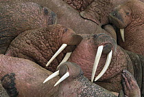 Pacific Walrus (Odobenus rosmarus divergens) males with large tusks resting on coastal rocks, summer, Round Island, Bering Sea, Bristol Bay, Alaska