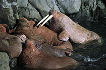 Pacific Walrus (Odobenus rosmarus divergens) bull with pale skin hauling-out after many hours in cold sea, after warming on land skin turns reddish-brown, summer, Round Island, Bering Sea, Bristol Bay...