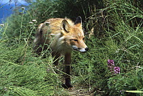 Red Fox (Vulpes vulpes) walking on trail through deep grass, summer, Round Island, Bristol Bay, Bering Sea, Alaska