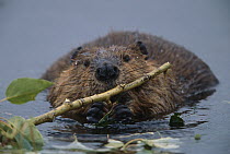 American Beaver (Castor canadensis) young animal munching on alder branches in glacial kettle pond, Denali National Park and Preserve, Alaska