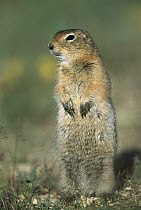 Arctic Ground Squirrel (Spermophilus parryii) alert in tundra, summer, Denali National Park and Preserve, Alaska