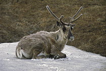 Caribou (Rangifer tarandus) bull resting in snow patch to escape insects, Denali National Park, Alaska