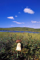 Bolete (Boletus sp) mushroom, in tundra, summer, Denali National Park and Preserve, Alaska