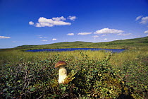 Bolete (Boletus sp) mushroom, in tundra, summer, Denali National Park and Preserve, Alaska