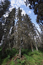 Spruce (Picea sp) trees killed by Spruce Bark Beetle, Kenai Peninsula, Alaska