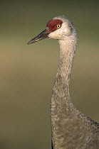 Sandhill Crane (Grus canadensis) adult in meadow where it feeds on amphibians, reptiles, insects and small mammals, summer, Alaska