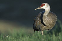 Sandhill Crane (Grus canadensis) adult in meadow resting on one leg, summer, south central Alaska