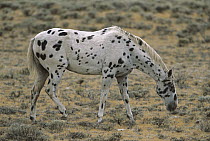 Domestic Horse (Equus caballus) male grazing in open range, South Pass, Wyoming