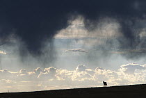 Mustang (Equus caballus) on ridge at sunset against heavy clouds, late summer, Pryor Mountain Wild Horse Range, Wyoming