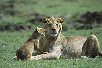African Lion (Panthera leo) sub-adult male reluctantly engaging in play with three month old cub, Masai Mara National Reserve, Kenya
