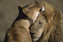 African Lion (Panthera leo) courting male and female, Masai Mara National Reserve, Kenya