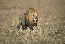 African Lion (Panthera leo) adult male with full mane, walking in grassland, Masai Mara National Reserve, Kenya