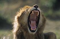 African Lion (Panthera leo) adult male with full mane roaring to assert dominance, Masai Mara National Reserve, Kenya